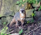 GrayFox002